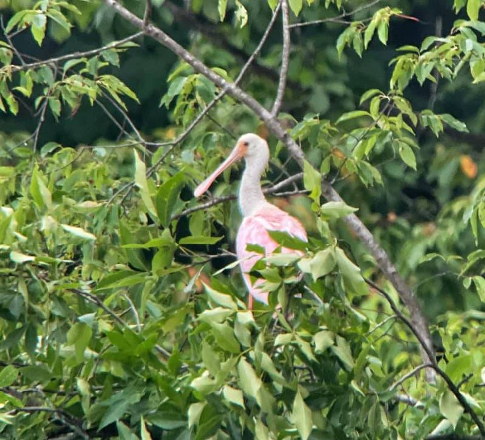 rare bird in Saline