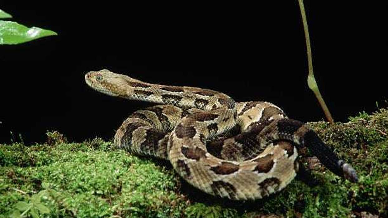 Rare Connecticut rattlesnake bites two dogw