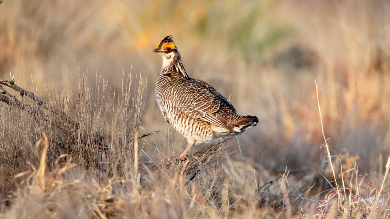 Rare Grouse-Endangered Species