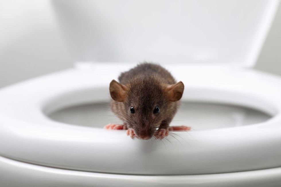 Rat on toilet bowl in bathroom. Pest control