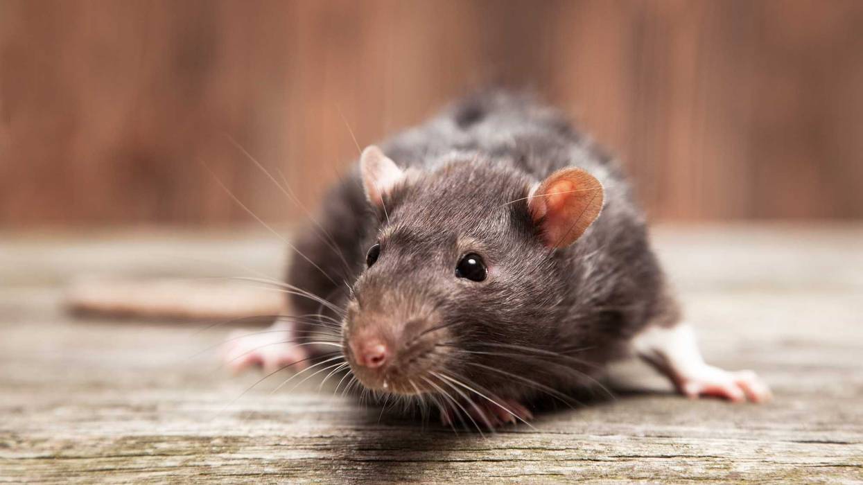 Rat