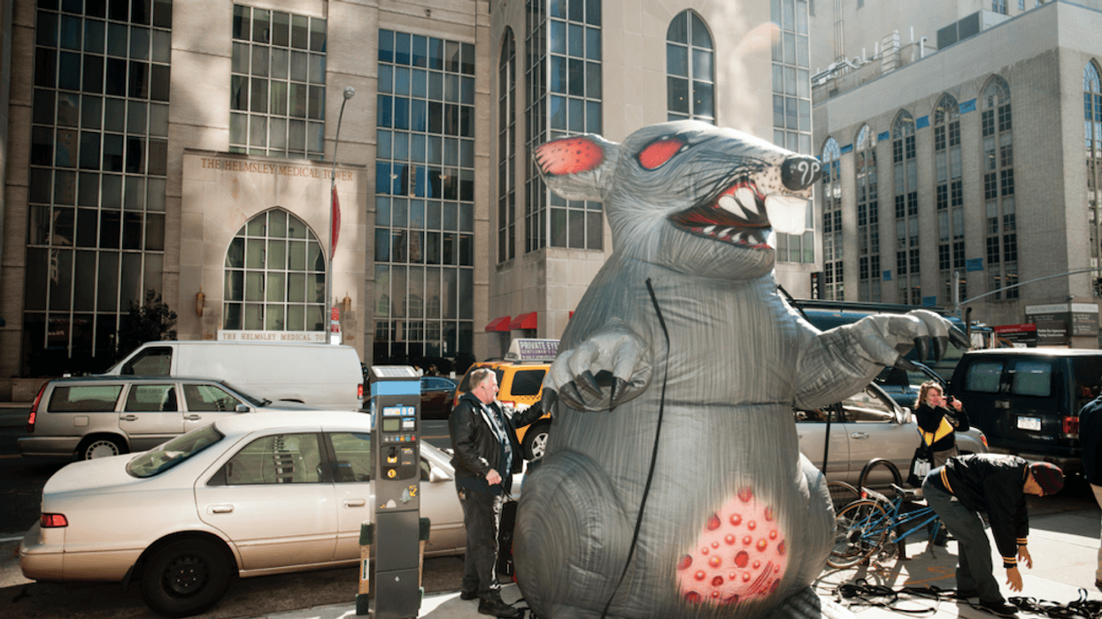 rat