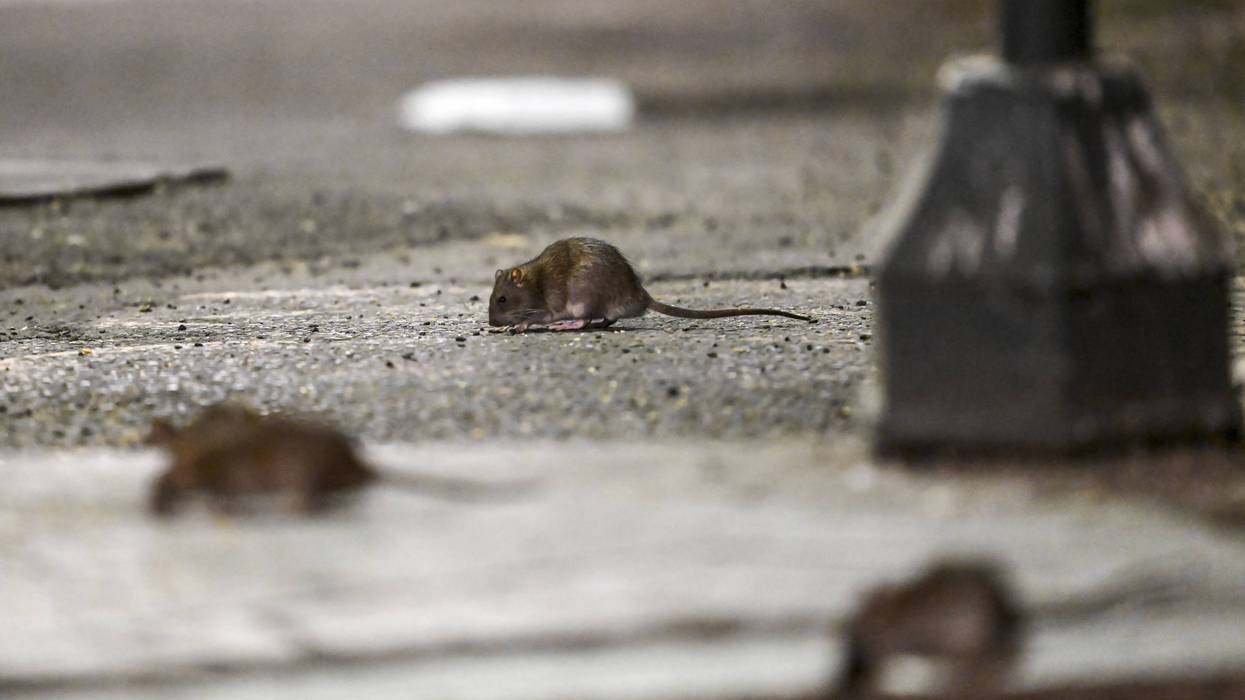 Rats are seen in a street of New York