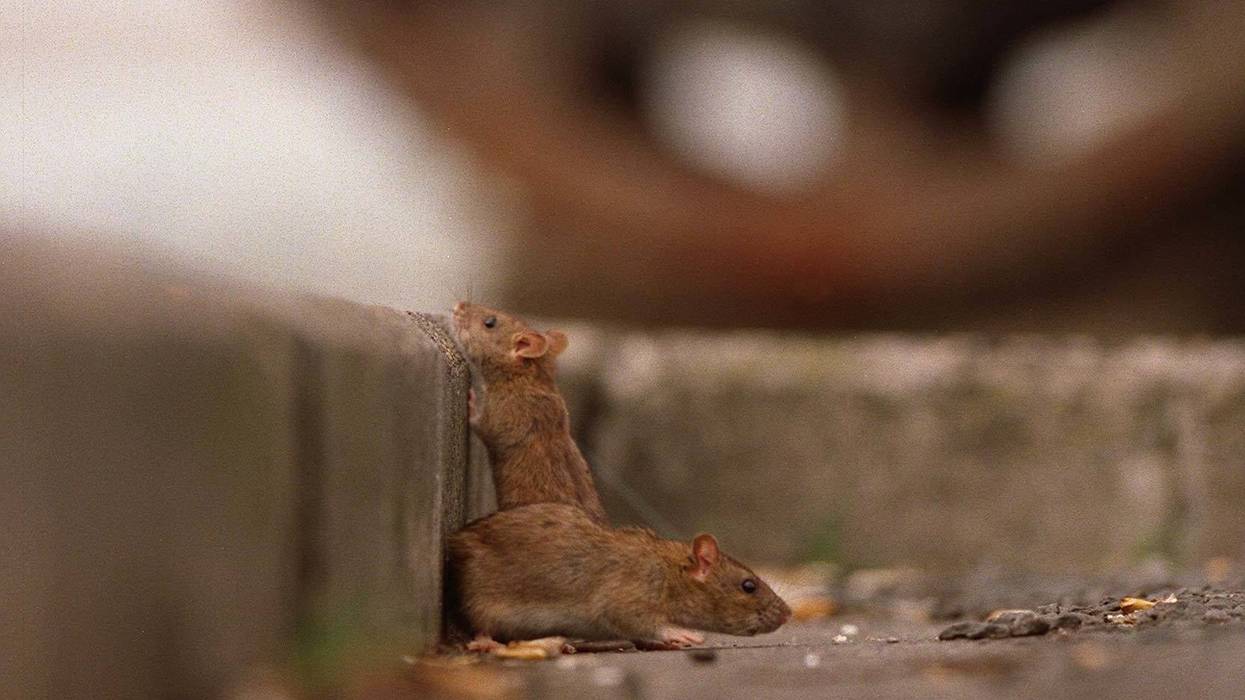 rats Orkin ranking