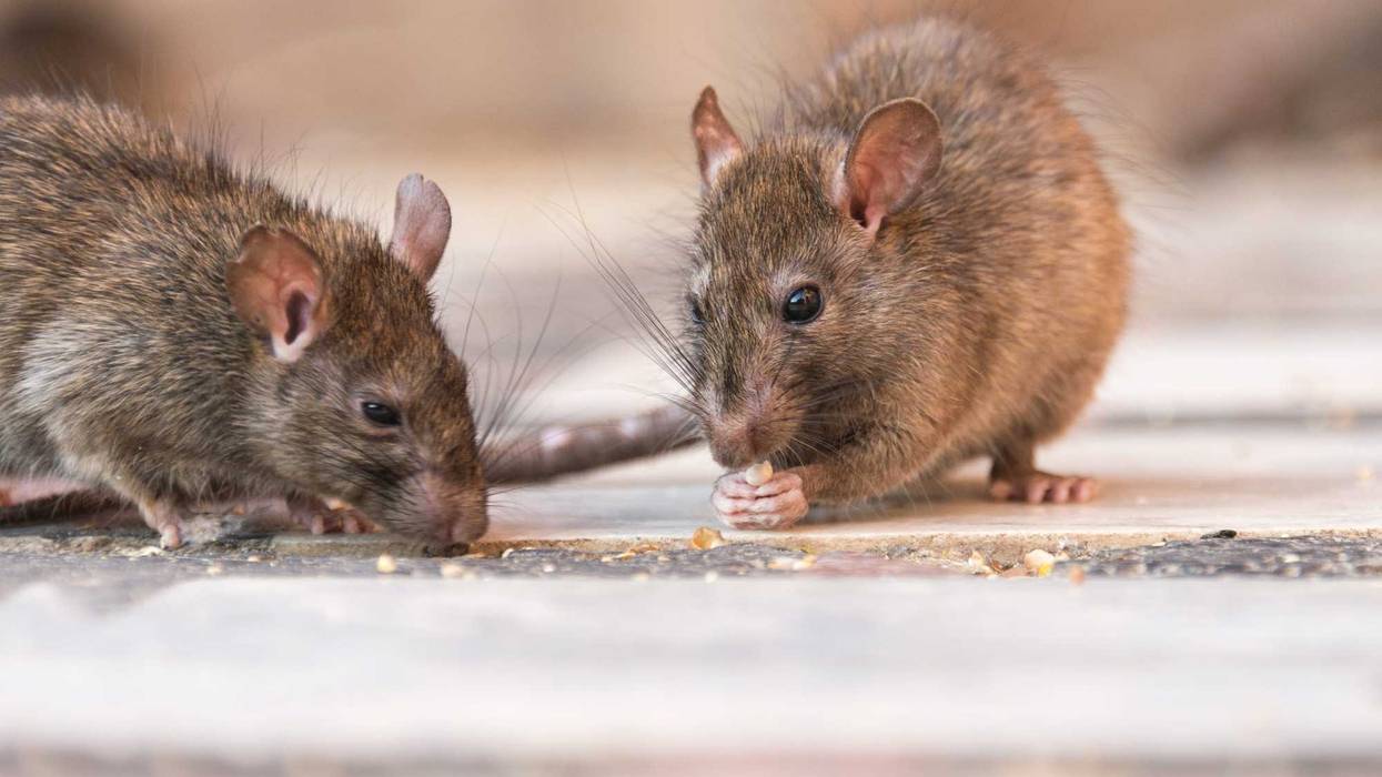 Rats