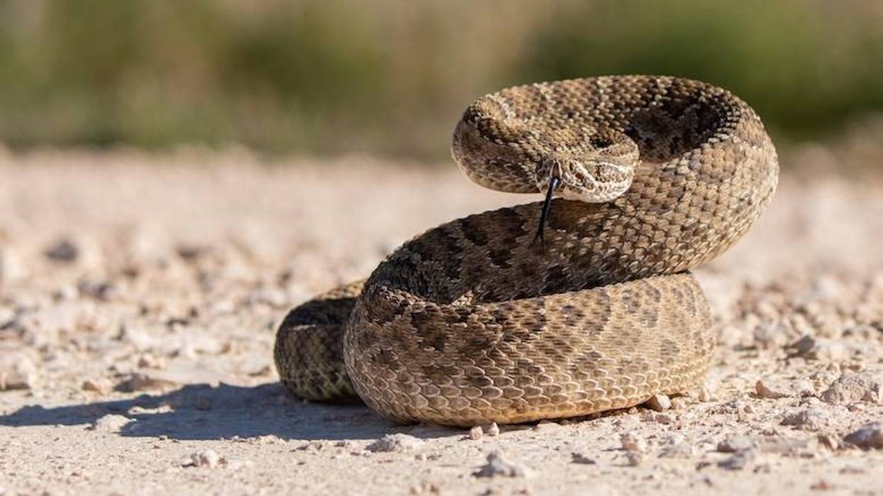 Rattlesnake curled and ready to attack
