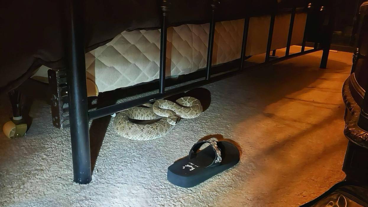 Rattlesnake found under bed in Del Rio home prompts safety warnings