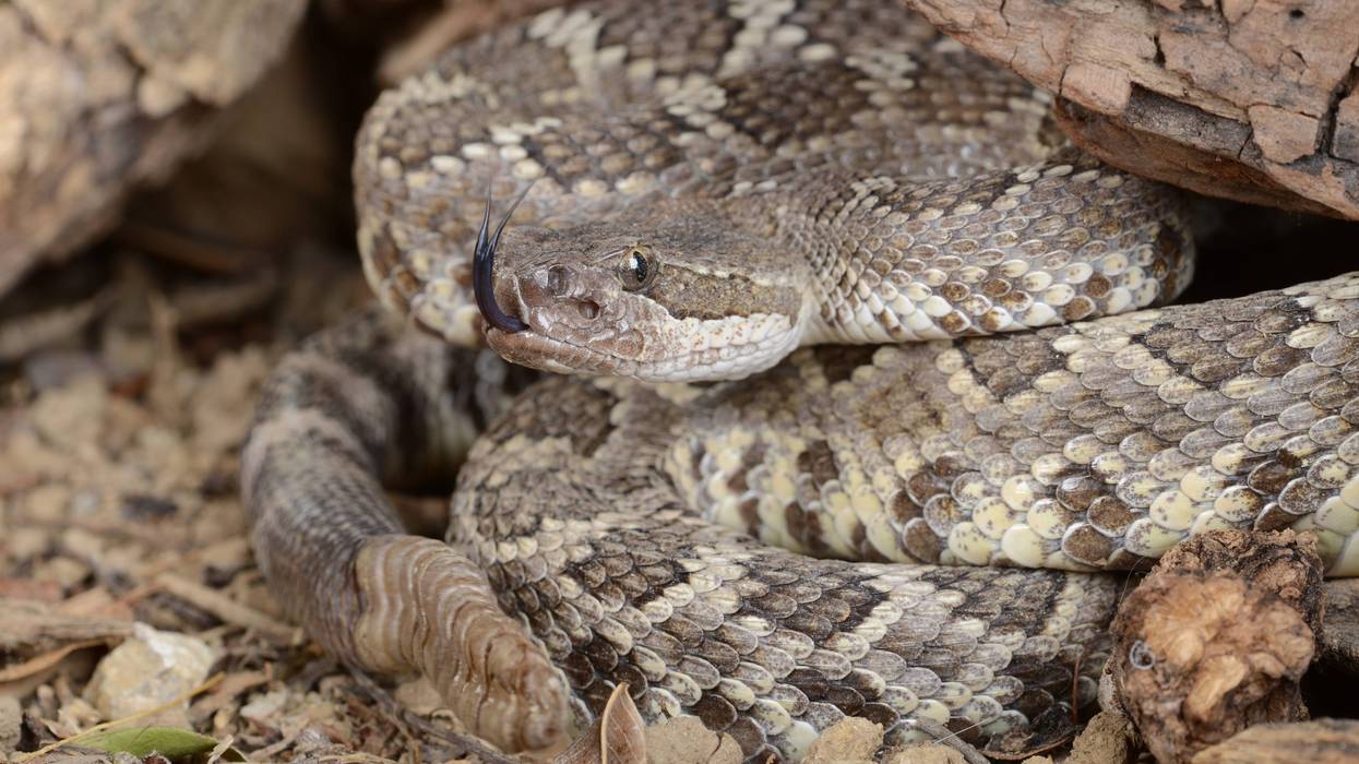 rattlesnake
