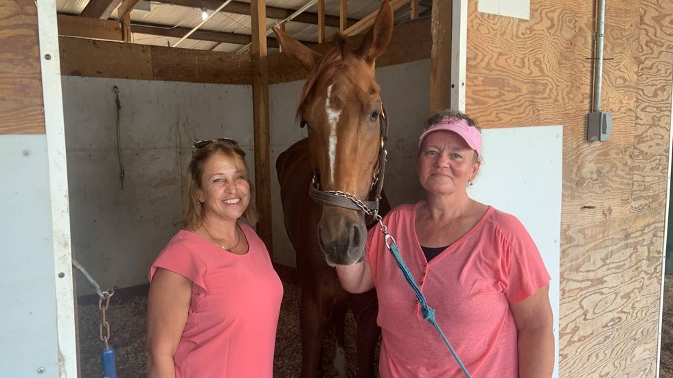 Reach for the Stars, a horse at Parx Racing in Bensalem being given to Turning for Home, which places retiring race horses with new owners who will give holistic and humane care to them.