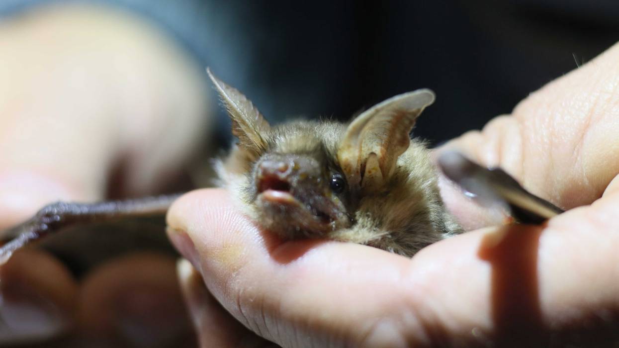 Real Live Bat Flies Into Theatre During Batman Movie