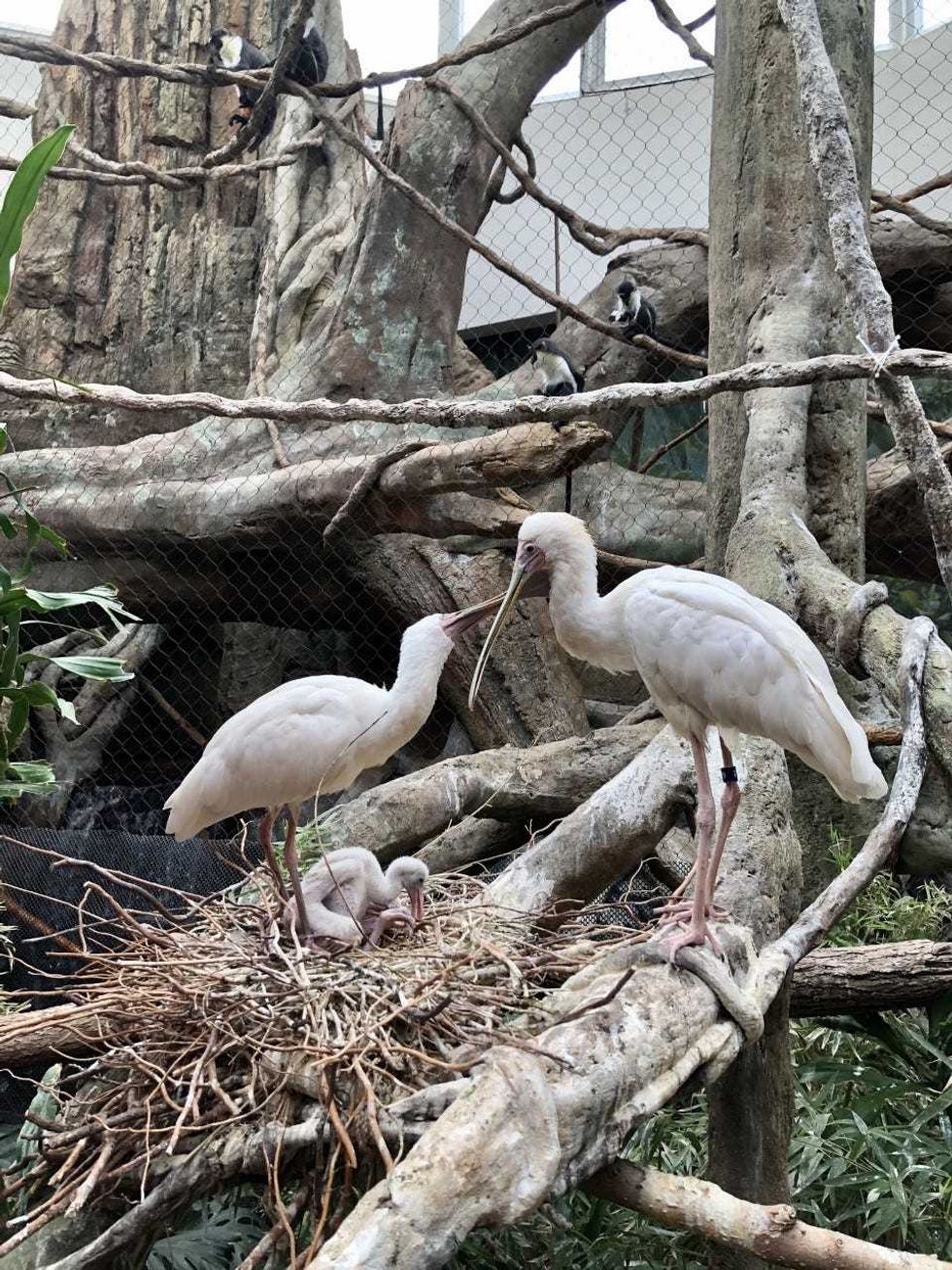 recently hatched African spoonbill chick