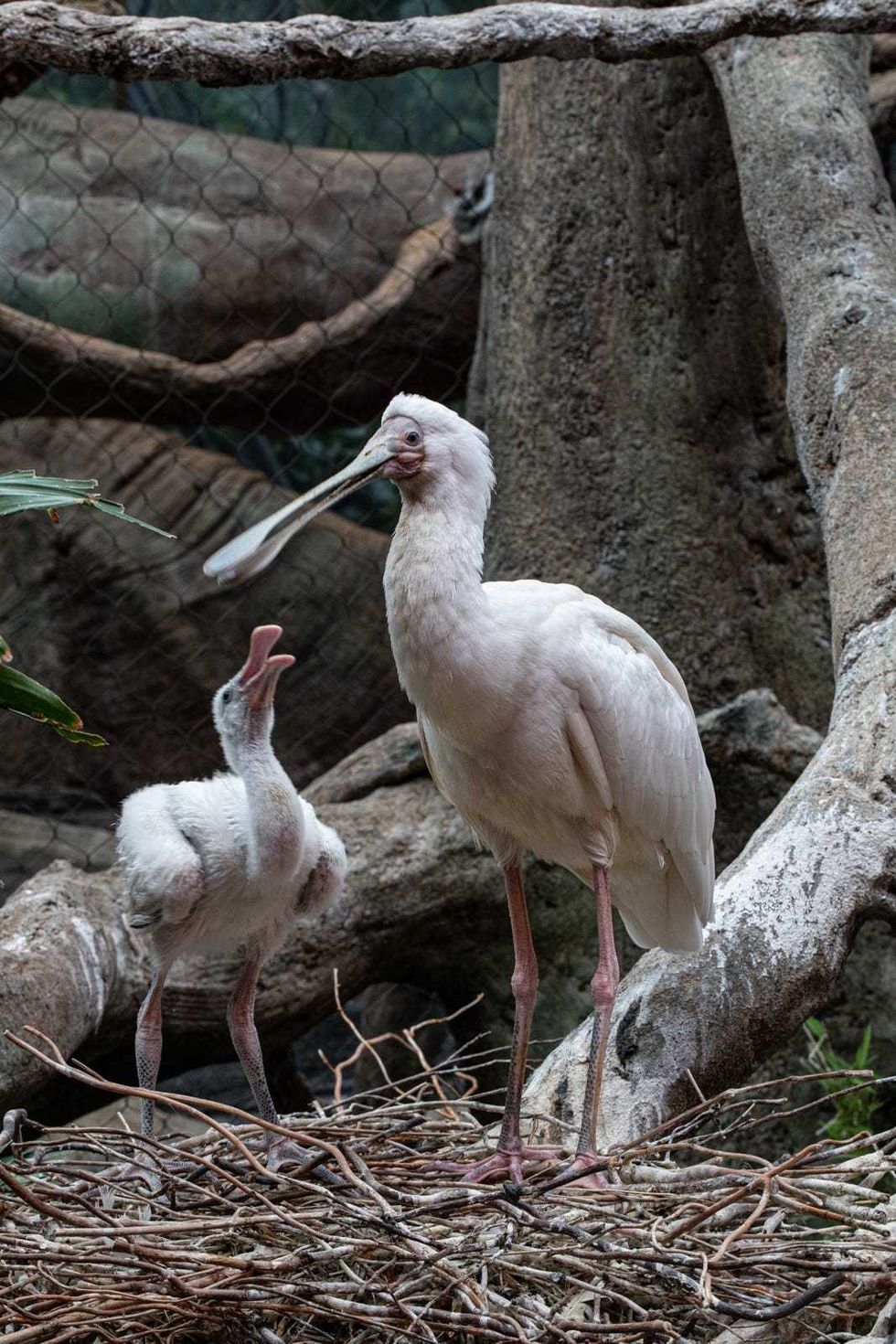 recently hatched African spoonbill chick