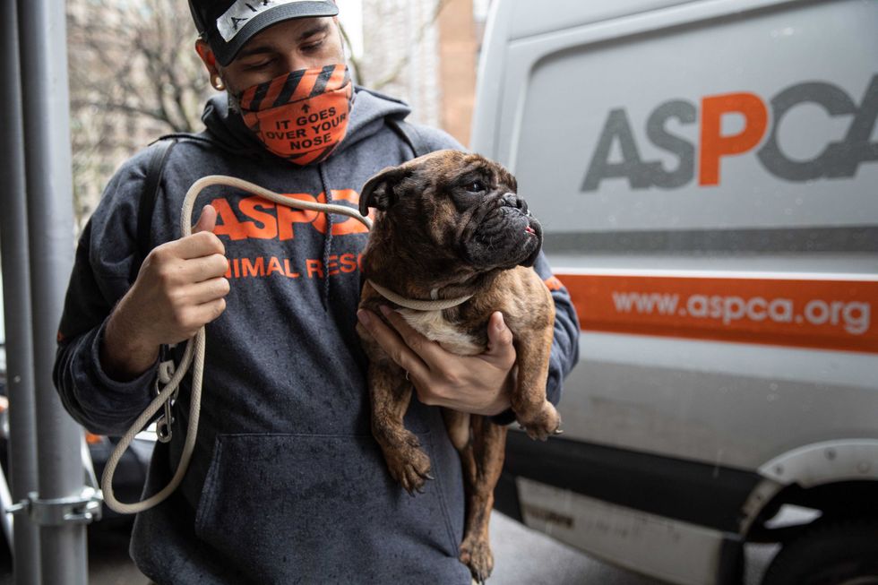 Recused dog with ASPCA worker