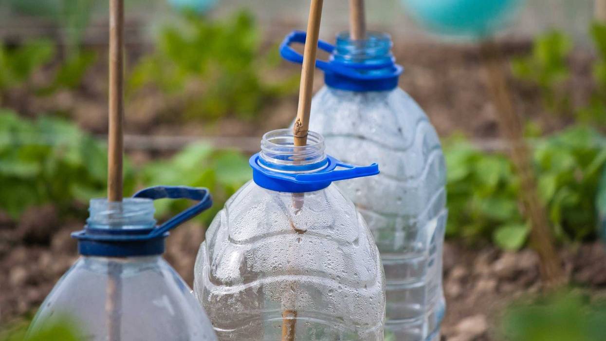 Recycled bottles in a garden