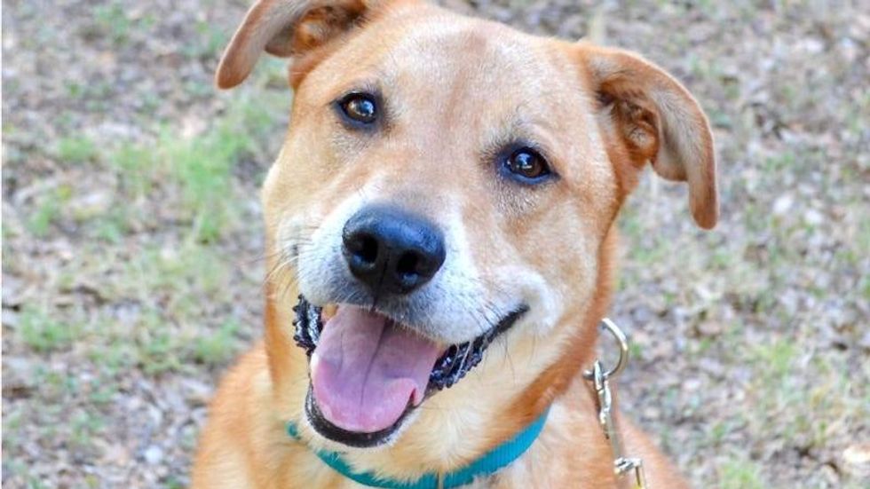 Red @ Austin Humane Society 8/03/22