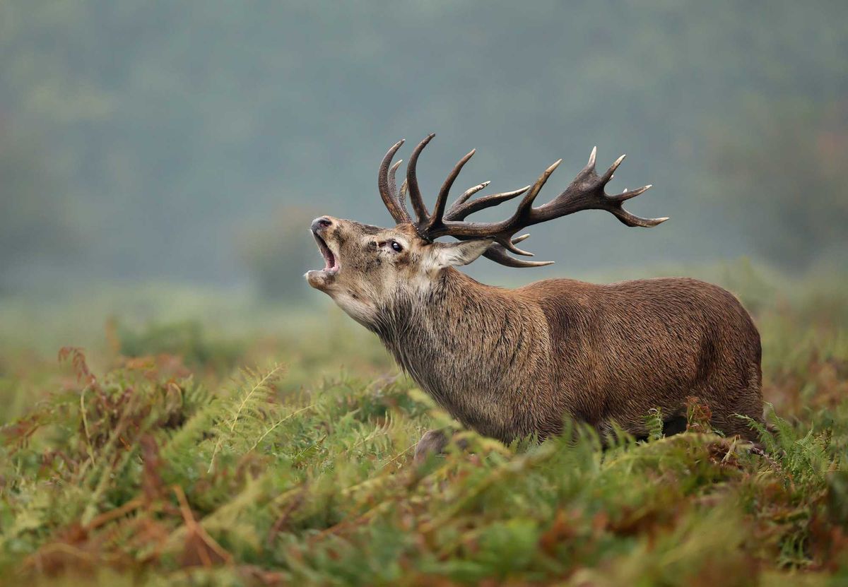 Red deer stock photo.
