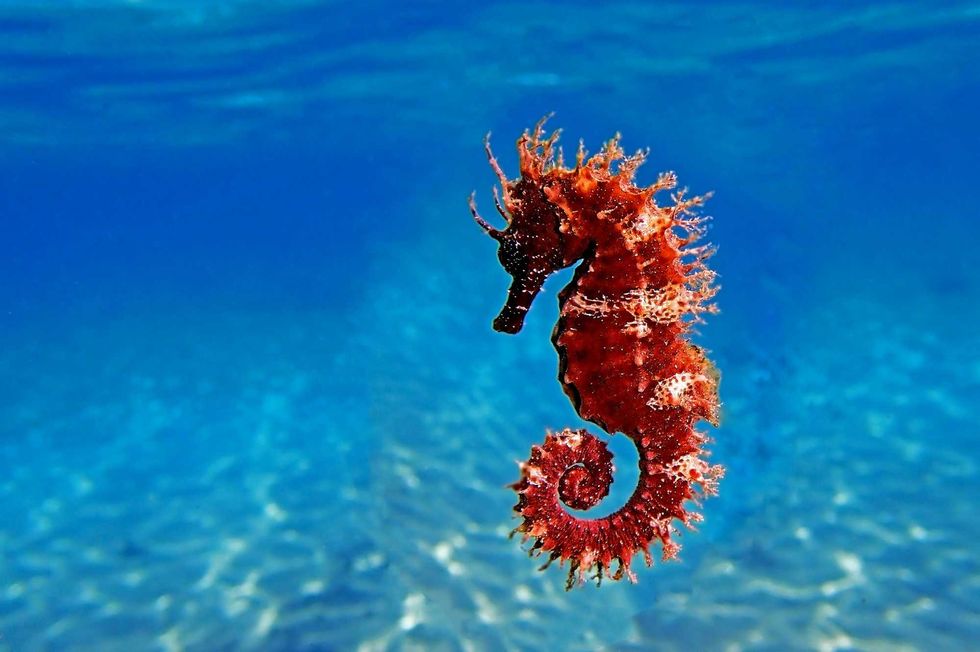 Red long-snouted seahorse - Hippocampus guttulatus - stock photo