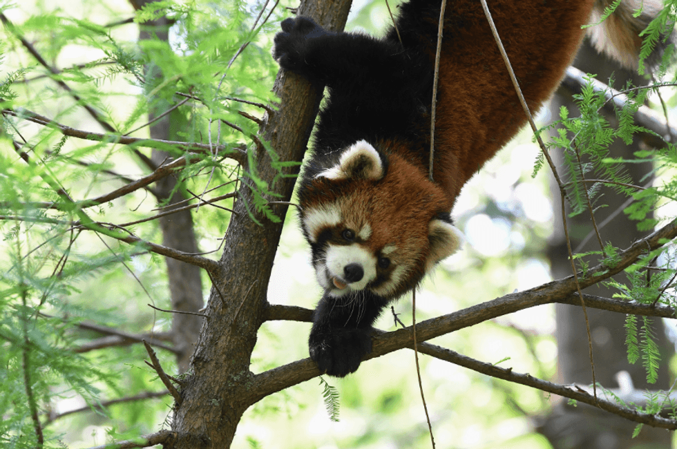 Red panda at the Prospect Park Zoo.