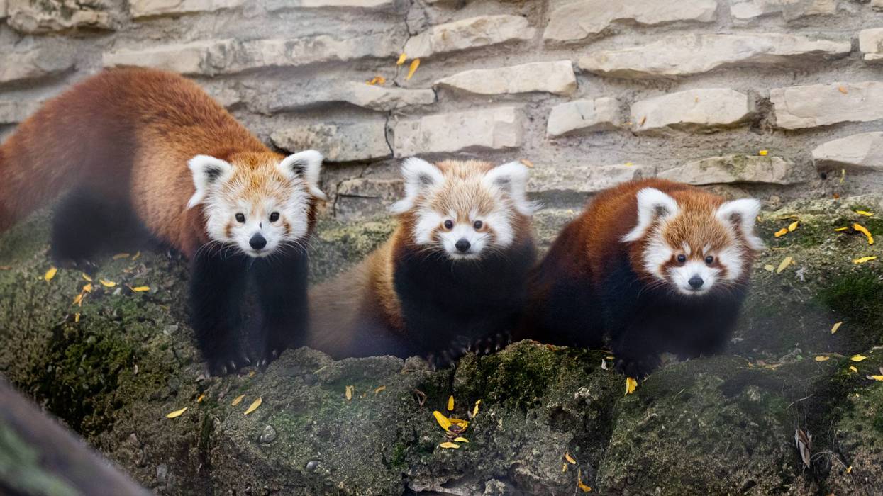 Red panda cubs