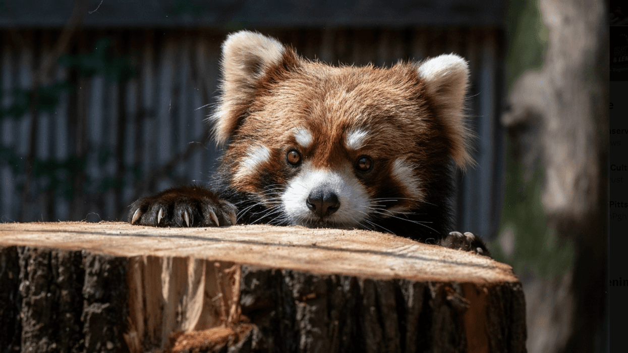 Red Panda Kovu at Pittsburgh Zoo & Aquarium