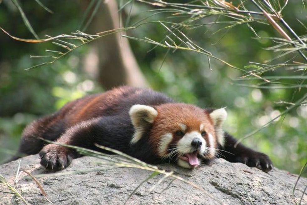 Red Panda Relaxing