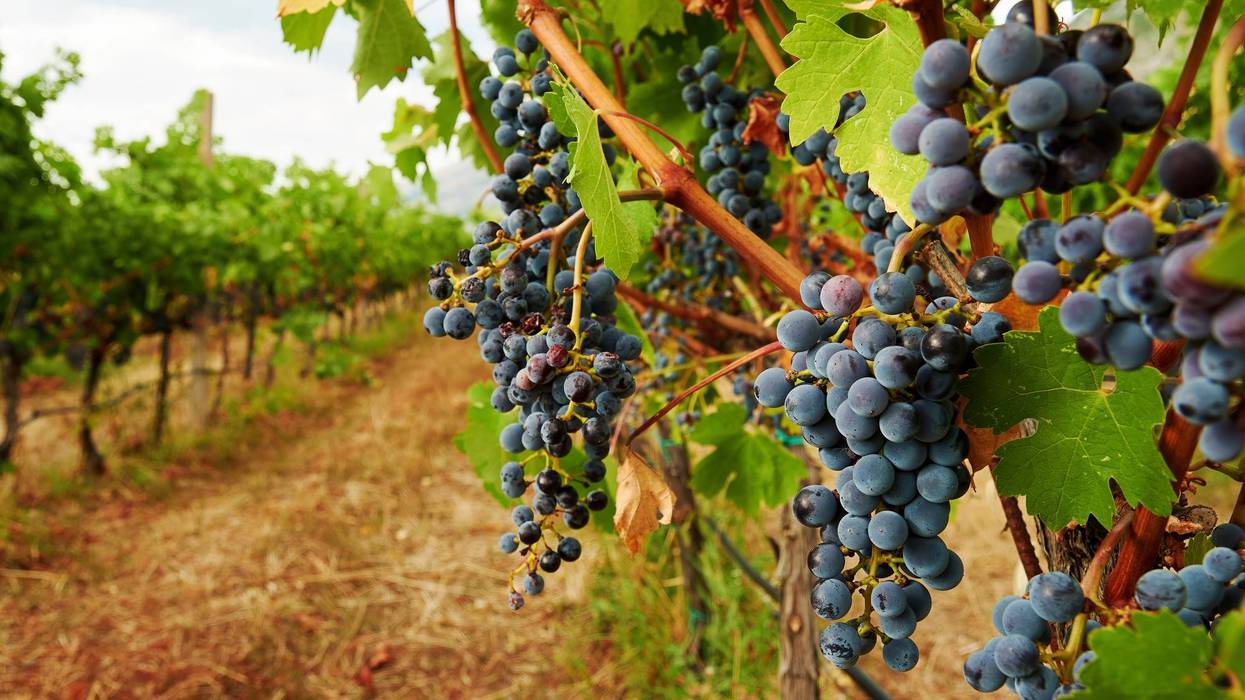 Red vine grape on the branch of the bush in the vinery