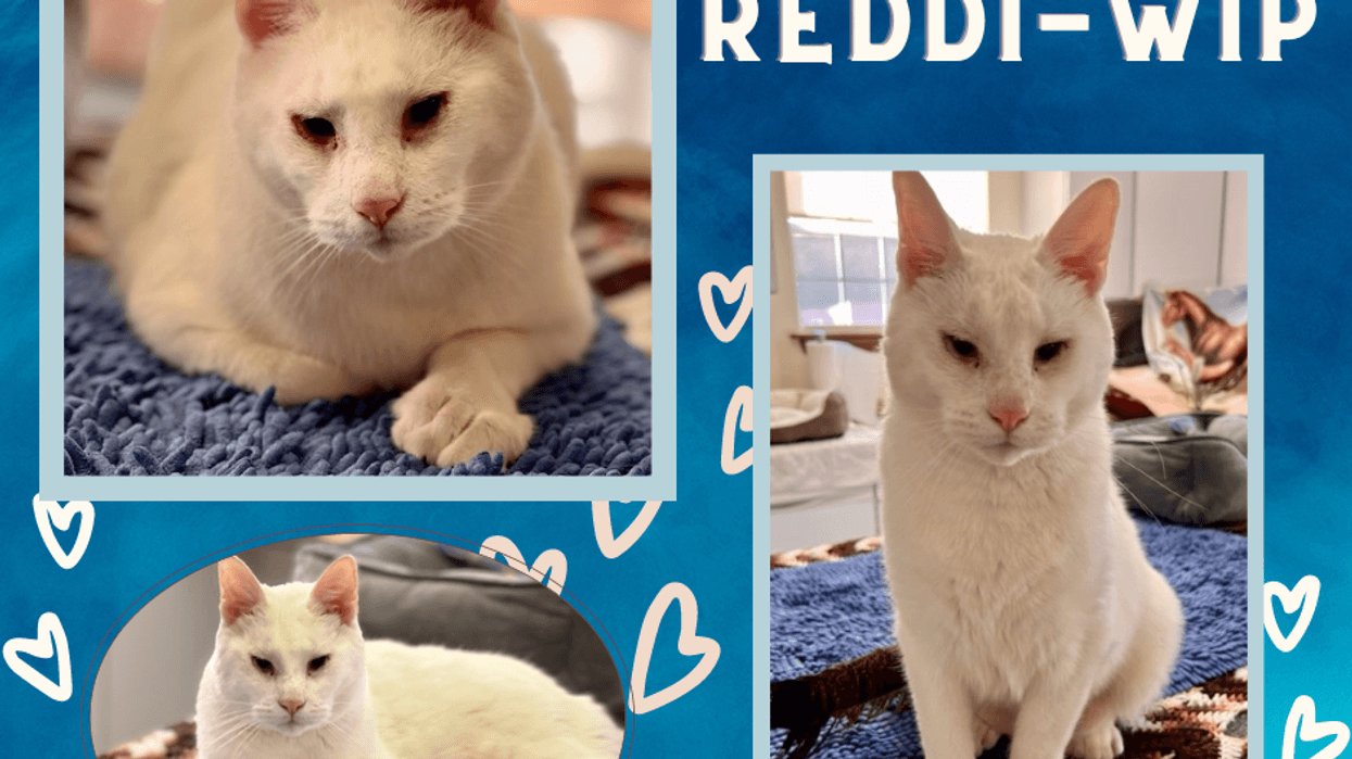 Reddi-Wip
