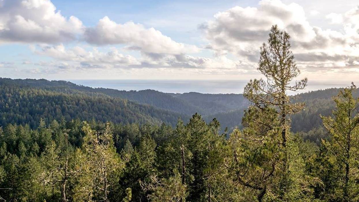 Redwood forests in the Santa Cruz mountains are protected under a deal involving the Peninsula Open Space Trust and and a logging company.