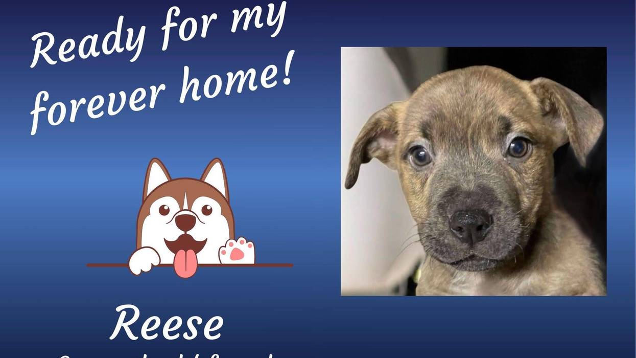Reese, a three month old brown mixed breed puppy with floppy ears