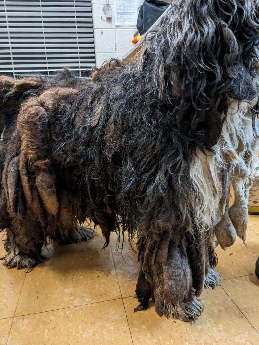 Reggae the stray dog brought to Dearborn shelter