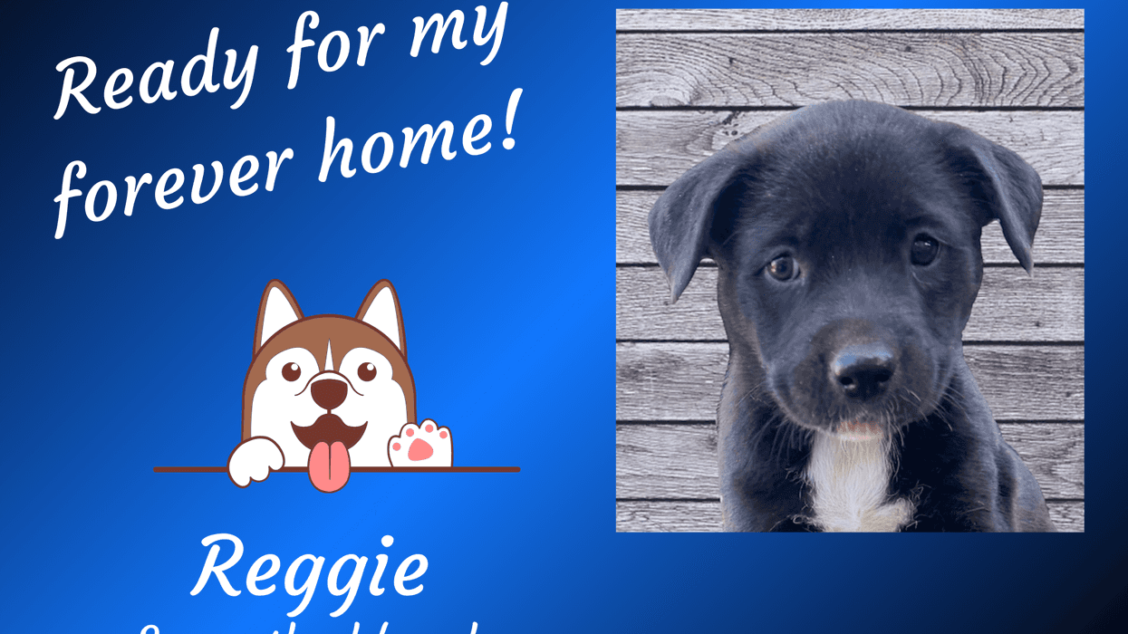 Reggie, a super-cute two month old black puppy with a white chin and chest