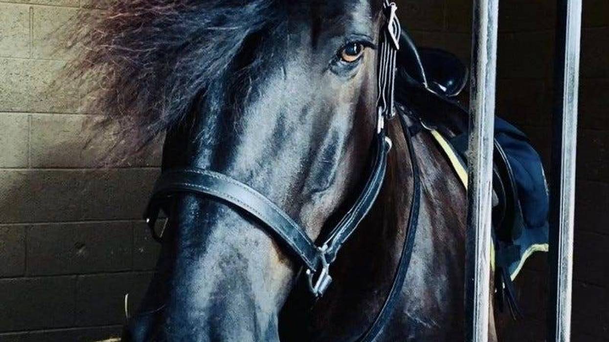 Remi in the stall