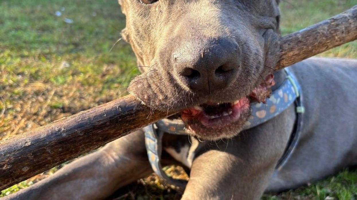 Remy at The Humane Society of North Central Florida