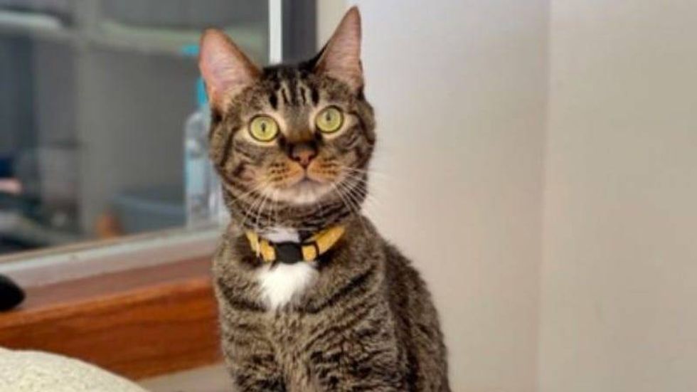 Remy @ Austin Humane Society 9/25/24