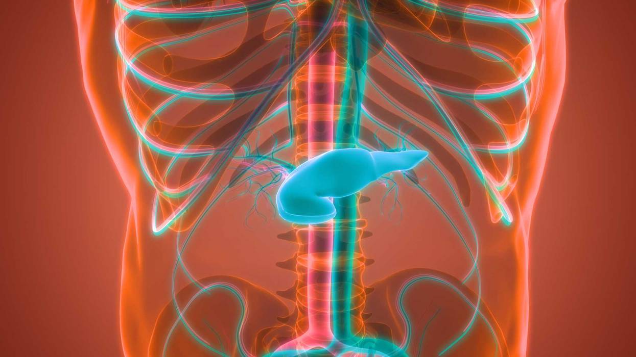 Rendering of a where the pancreas is located in the human body.