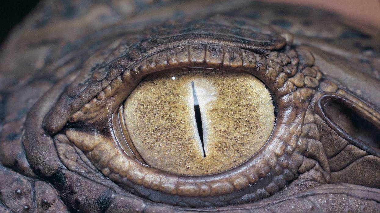 Reptilian Eye