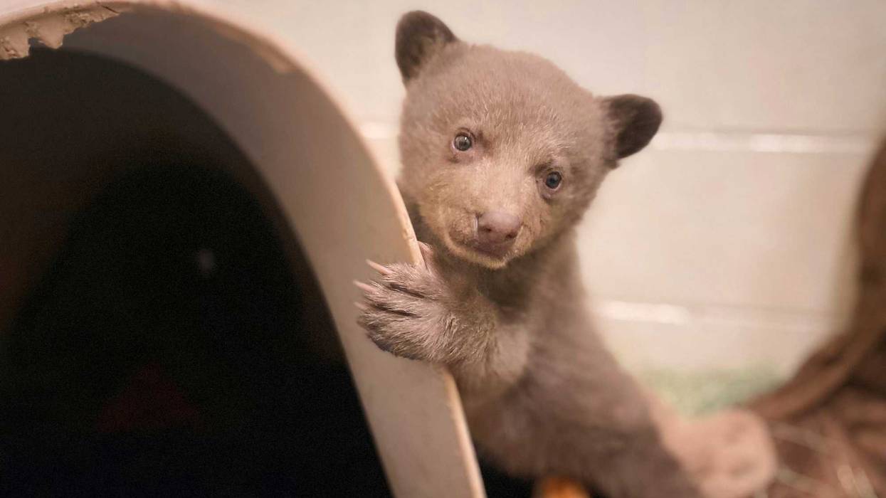 Rescued Bear Cub