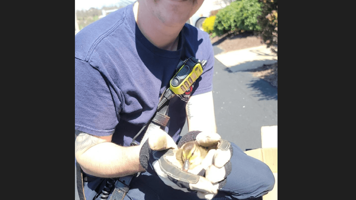 Rescued Ducks in South Strabane