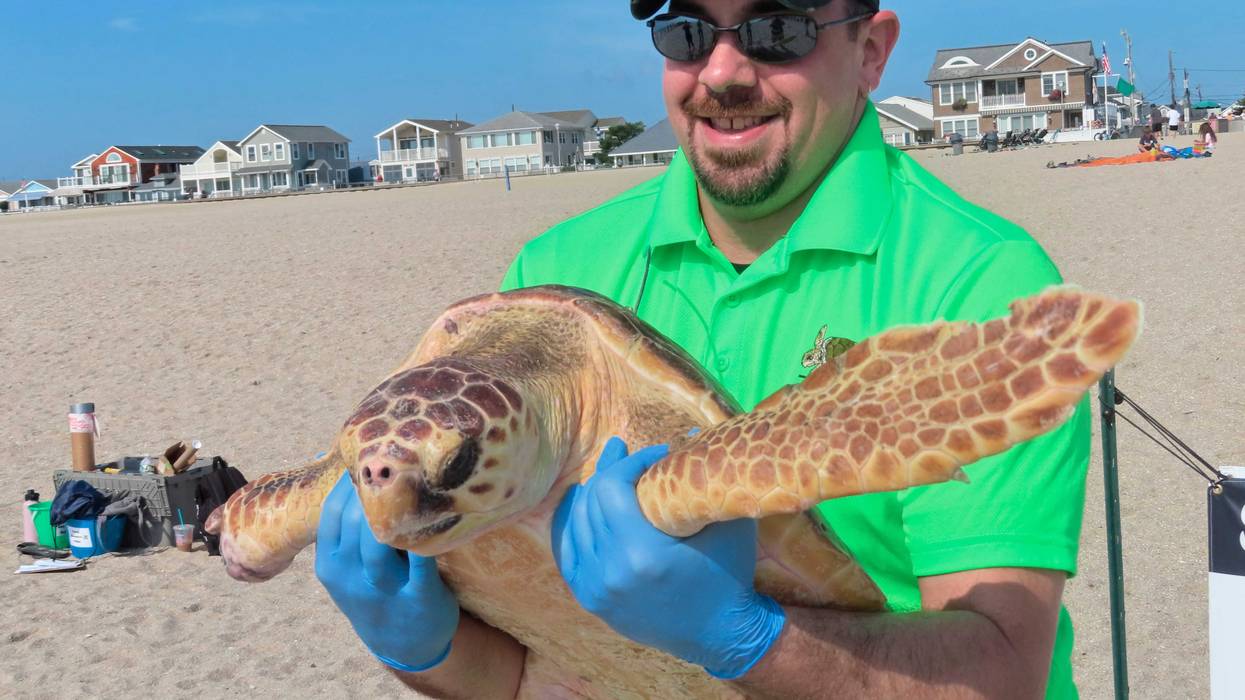 Rescued Sea Turtles