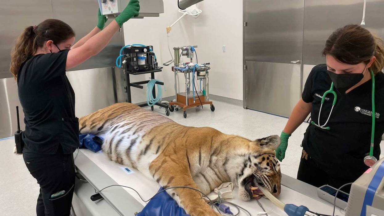 Rescued Tigers New Home