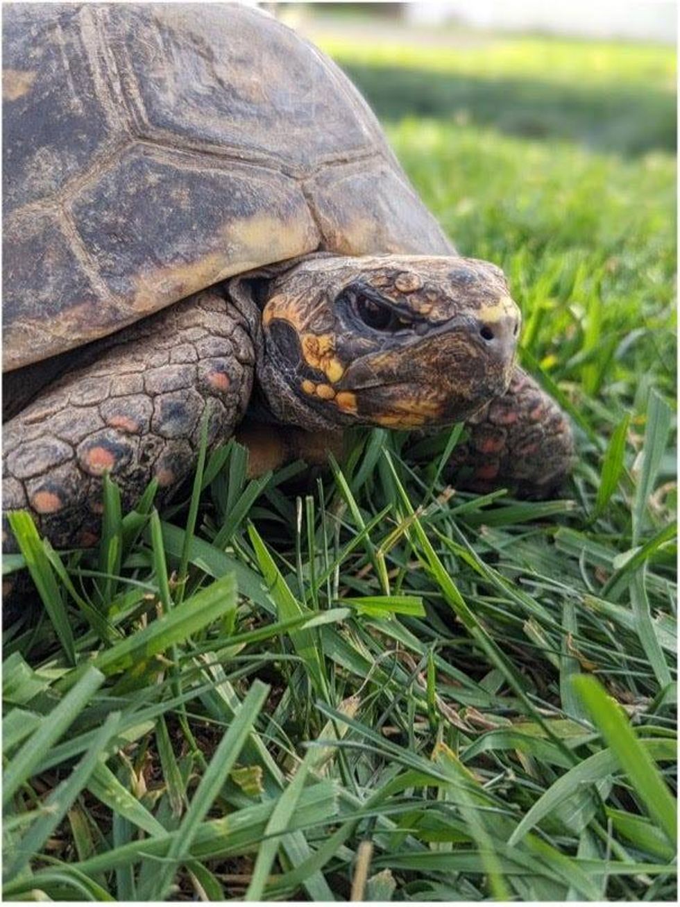 Rescued tortoise from the shutdown Tri-State Zoological Park, walking on grass likely for the first time ever.