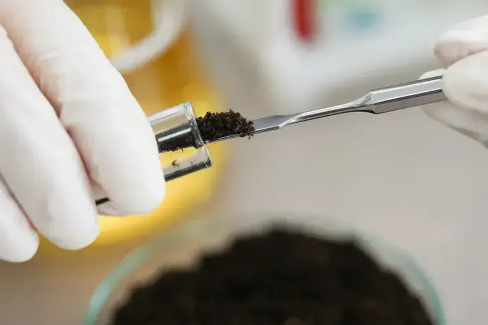 researcher testing soil sample