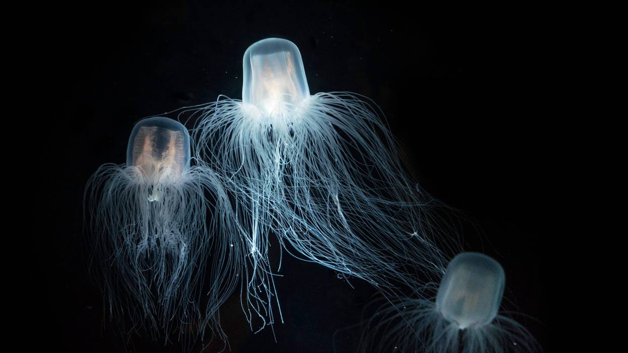 Researchers believe the answer to immortality might be found in a jellyfish called Turritopsis Dohrnii, colloquially called the "immortal jellyfish."
