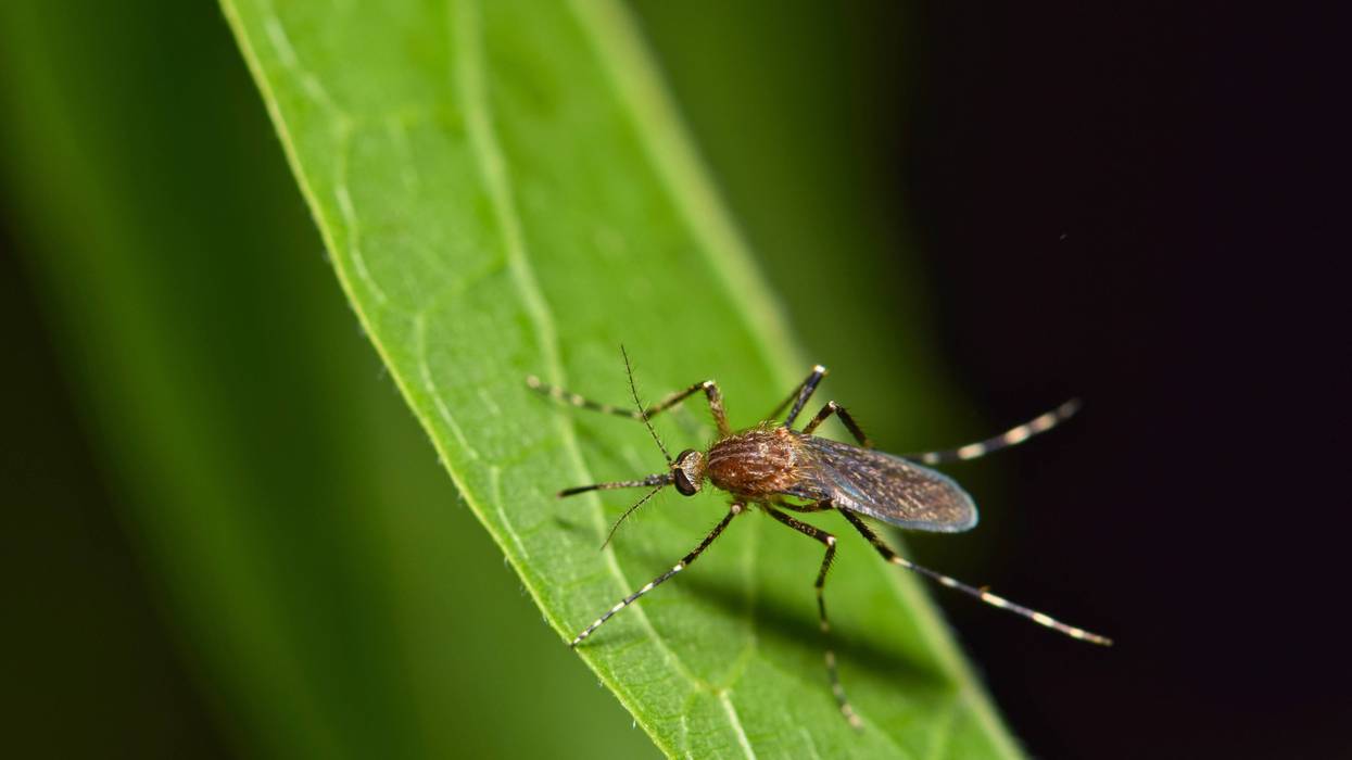 Residents in Metro Detroit are at an increased risk of contacting West Nile virus after mosquitos in the area tested positive for the disease, authorities warned.