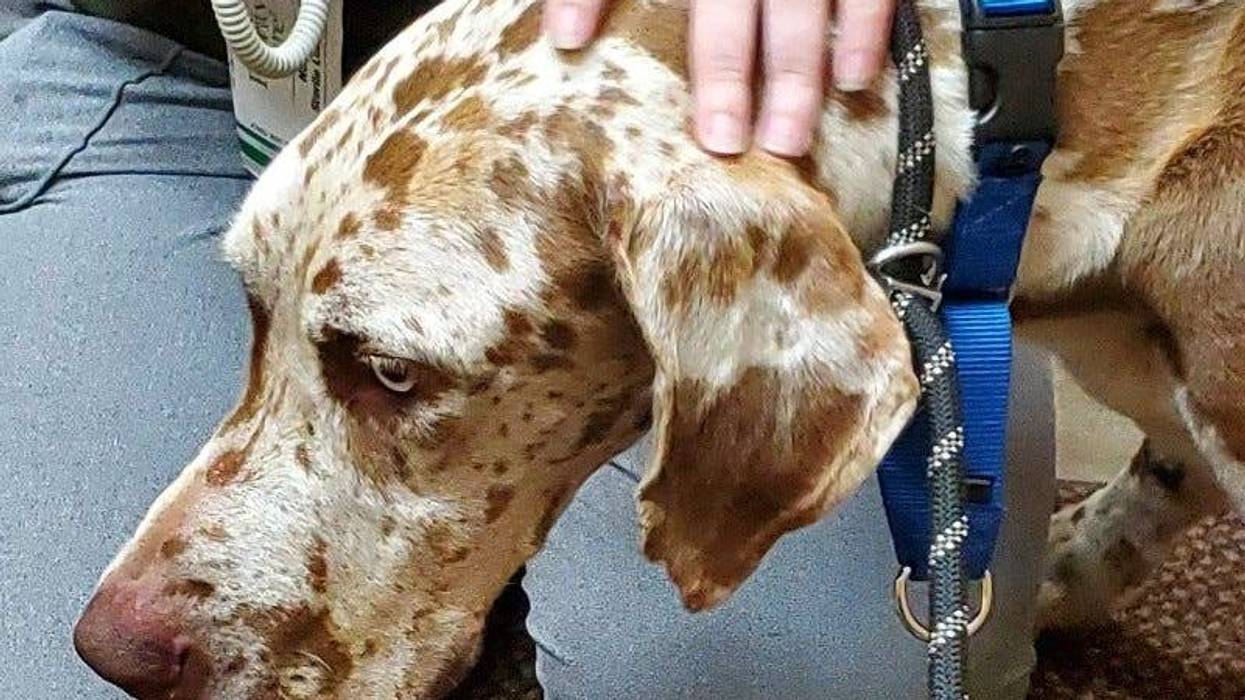 Rest, recovery and food — it's what the doctor ordered after a Great Dane was rescued after getting stranded on a Northern Michigan island for over a month.