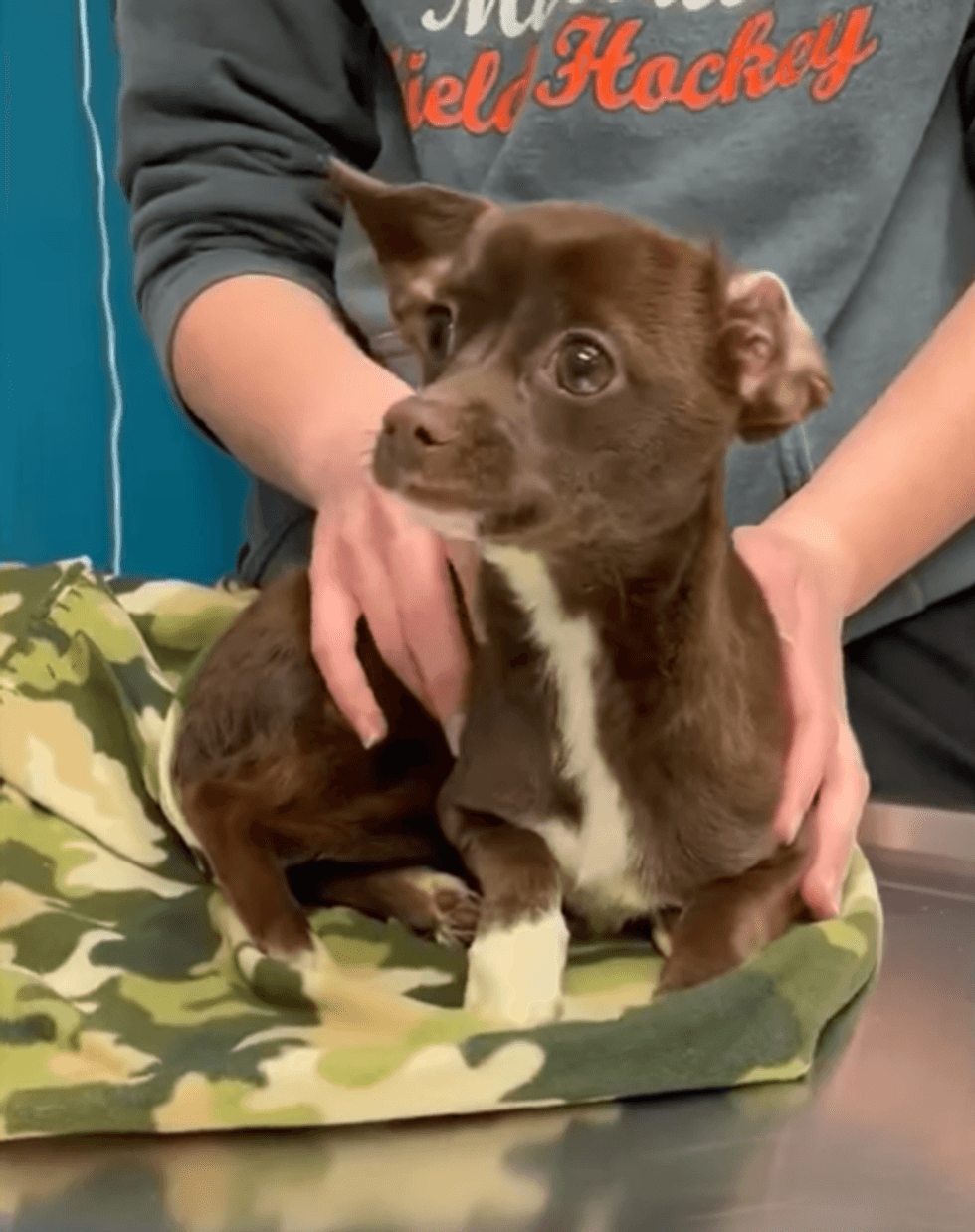 Reward offered for information on dog found sealed in 3 bags on train tracks in Vineland