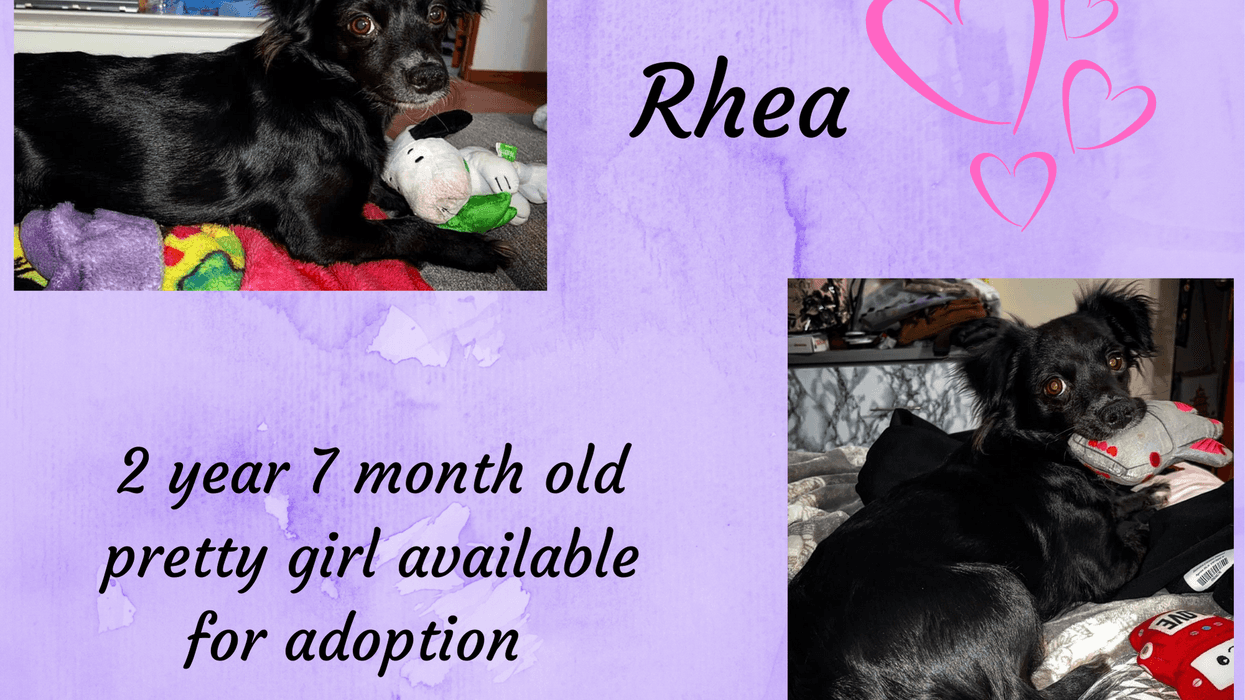 Rhea, a black 2 1/2 year old small mixed breed dog up for adoption through ARE Animal Rescue