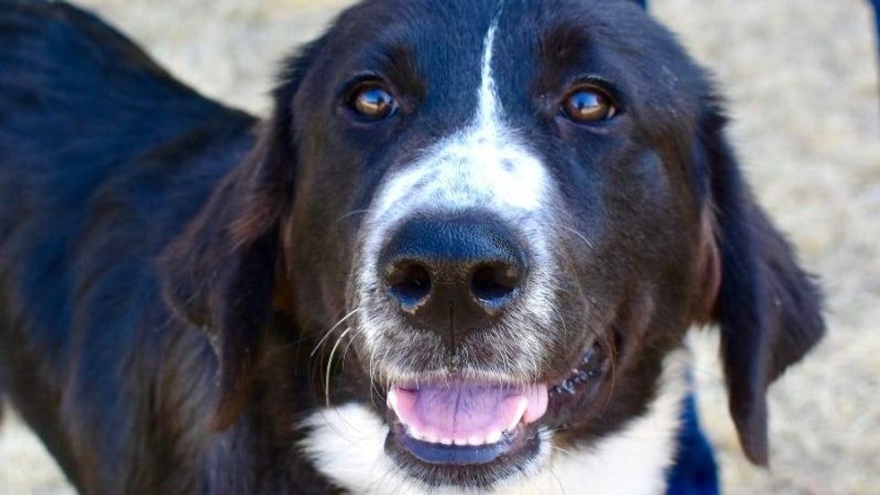 Rhyme @ Austin Humane Society 8/30/23