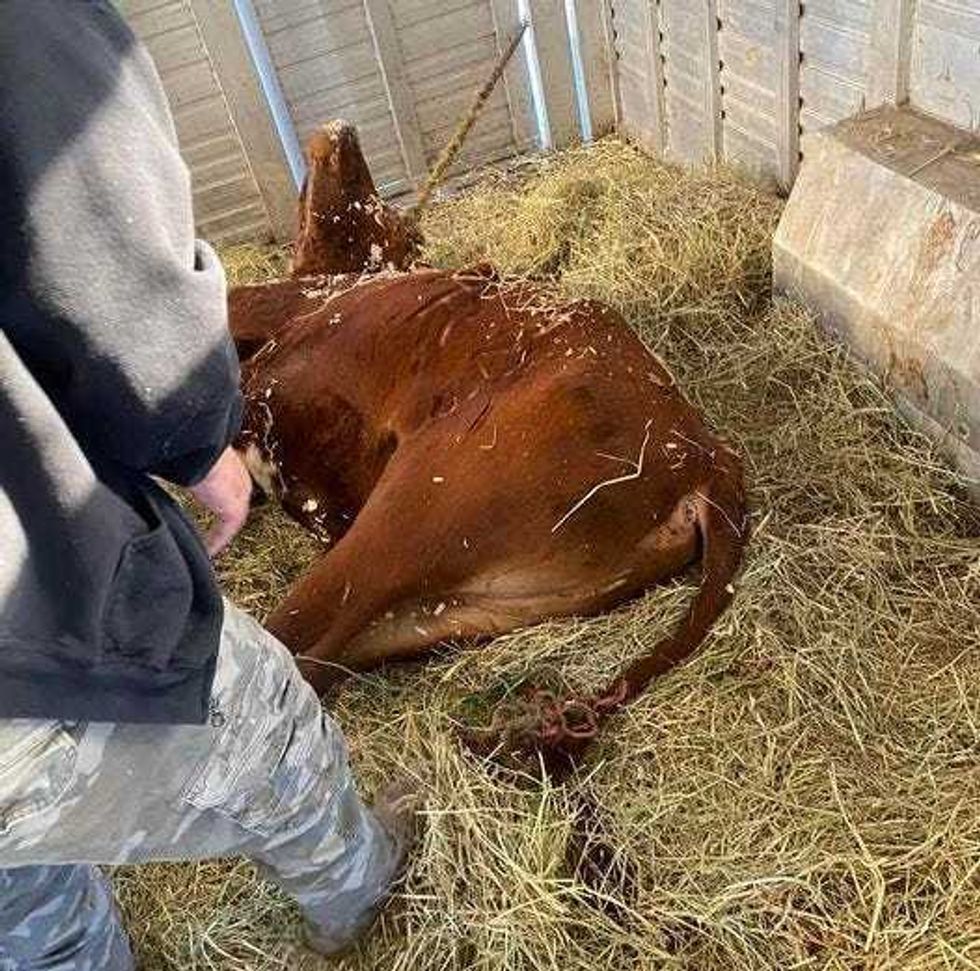 Ricardo is seen Thursday after being tranquilized