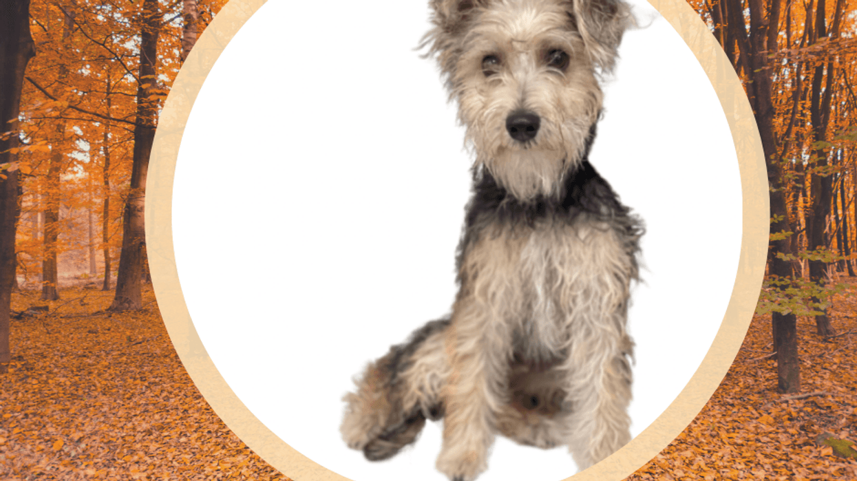 Richard, a seven month old dog up for adoption through ARE Animal Rescue in Hemet